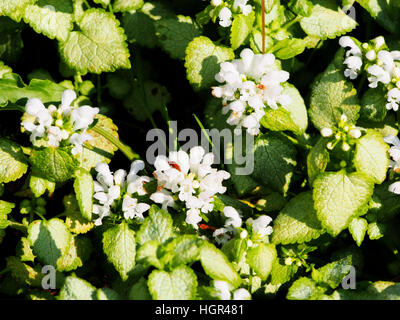 Blooming Lamium maculatum 'White Nancy' (spotted henbit, spotted dead-nettle, purple dragon) Stock Photo