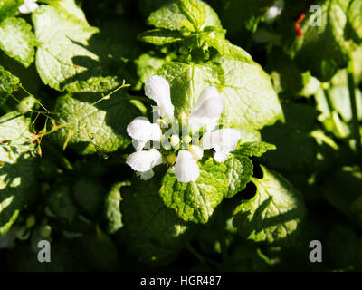 Blooming Lamium maculatum 'White Nancy' (spotted henbit, spotted dead-nettle, purple dragon) Stock Photo