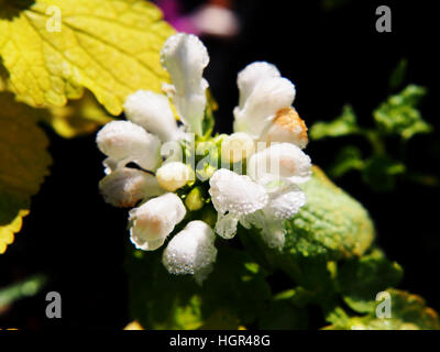 Blooming Lamium maculatum 'White Nancy' (spotted henbit, spotted dead-nettle, purple dragon) Stock Photo