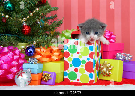 Adorable gray and white tabby kitten three weeks old climbing out of a festive Christmas present with piles of colorful boxes under a tree with ribbon Stock Photo