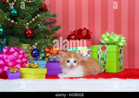 Adorable orange and white tabby kitten three weeks old laying in a pile of christmas presents under a small tree decorated with ball ornaments and gol Stock Photo