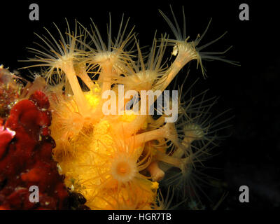 Underwater shot of Yellow encrusting anemone, Gelbe Krustenanemone, Parazoanthus axinellae in adriatic sea Croatia Stock Photo