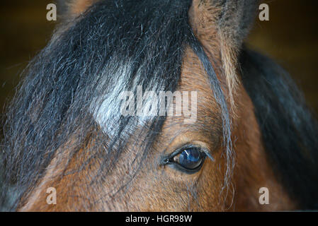 Bay horse eye close up Stock Photo