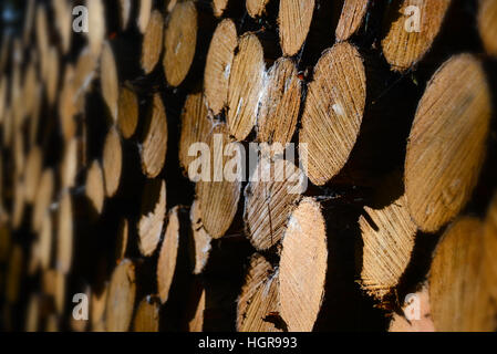Pile of wood logs in the sunset Stock Photo