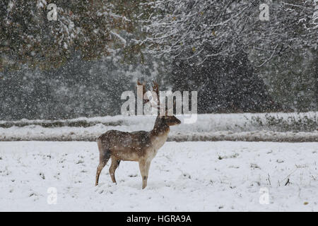 A red deer stag stands to attention in the heavy snowfall at Fountains Abbey near Ripon in North Yorkshire. The Met Office has issued a severe weather Stock Photo