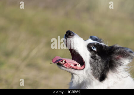 Welsh sheepdog in training Stock Photo
