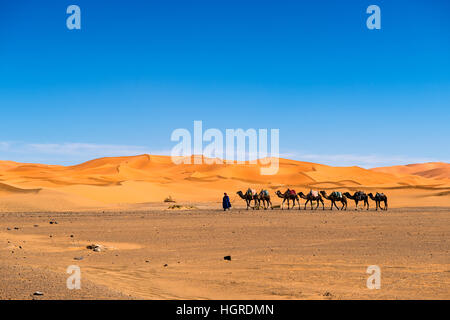 Merzouga, Morocco - April 12, 2016: Berber man leading a camel caravan in the Erg Chebbi dunes in Morocco. Stock Photo