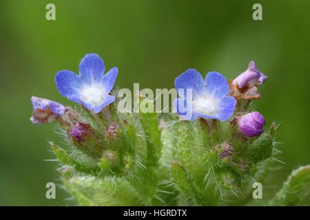 Small annual bugloss, Anchusa arvensis Stock Photo