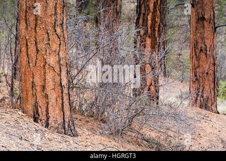 Oak trees scattered between older ponderosa pine tree trunks on the northern Kaibab Plateau. Kaibab National Forest, Arizona Stock Photo