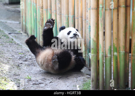 Madrid, Spain. 12th January 2017. Cristina Cifuentes and the Chinese Ambassador, Lyu Fan during the official presentation of Chulina, the new giant panda bear at the Acuarium Zoo in Madrid.  1/1/2017 Credit: Gtres Información más Comuniación on line,S.L./Alamy Live News Stock Photo