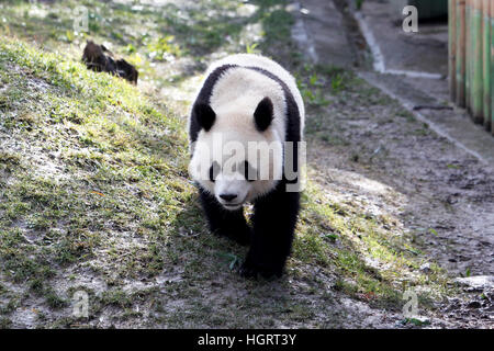 Madrid, Spain. 12th January 2017. Cristina Cifuentes and the Chinese Ambassador, Lyu Fan during the official presentation of Chulina, the new giant panda bear at the Acuarium Zoo in Madrid.  1/1/2017 Credit: Gtres Información más Comuniación on line,S.L./Alamy Live News Stock Photo