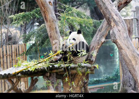 Madrid, Spain. 12th January 2017. Cristina Cifuentes and the Chinese Ambassador, Lyu Fan during the official presentation of Chulina, the new giant panda bear at the Acuarium Zoo in Madrid.  1/1/2017 Credit: Gtres Información más Comuniación on line,S.L./Alamy Live News Stock Photo