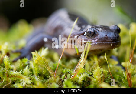 Elkton, USA. 12th Jan, 2017. A large Northwestern Salamander crawls over a mossy log in a wooded area in the damp Coastal Mountains near Elkton in rural Oregon. Northwester Salamanders thrive in the moist coastal areas of the Pacific Northwest, northern California and western Canada. © Robin Loznak/ZUMA Wire/Alamy Live News Stock Photo