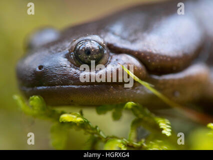 Elkton, USA. 12th Jan, 2017. A large Northwestern Salamander crawls over a mossy log in a wooded area in the damp Coastal Mountains near Elkton in rural Oregon. Northwester Salamanders thrive in the moist coastal areas of the Pacific Northwest, northern California and western Canada. © Robin Loznak/ZUMA Wire/Alamy Live News Stock Photo