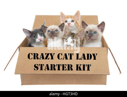 Five assorted kittens in a brown box looking up, isolated on a white background. Crazy cat lady stenciled on the side of the box Stock Photo
