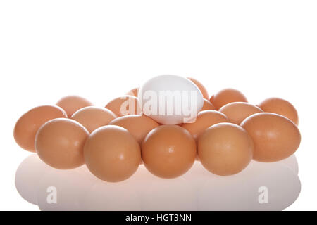 One white egg on top of Many Organic speckled brown eggs with condensation from being cold on a reflective surface isolated on white Stock Photo