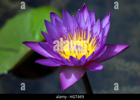 Blue lotus, also blue water lily or sacred blue lily (Nymphaea caerulea) flower, Sri Lanka Stock Photo