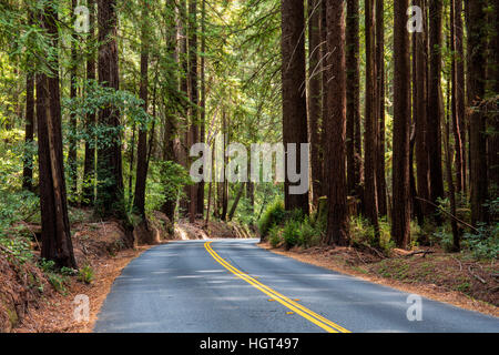 Curvy road, Henry Cowell Redwoods State Park, California, USA Stock Photo