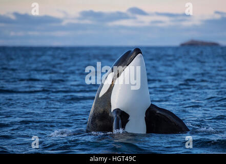 Orca or killer whale (Orcinus orca), spyhopping, Kaldfjorden, Norway Stock Photo