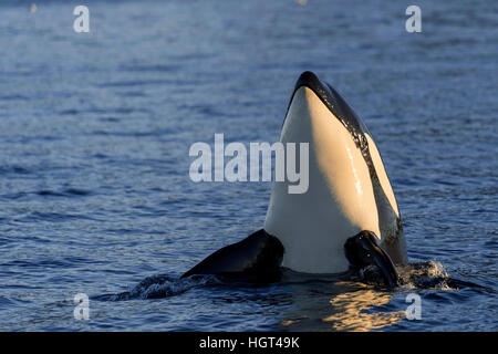 Orca or killer whale (Orcinus orca), spyhopping, Kaldfjorden, Norway Stock Photo
