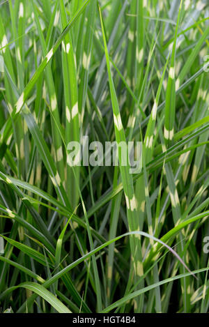 Miscanthus Sinensis 'Zebrinus' Zebra Grass Stock Photo - Alamy