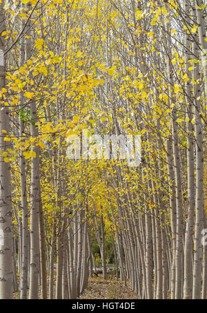 Yellow aspens (Populus tremula) in autumnal colours, cultivated for timber, near Guadix, Granada province, Andalusia, Spain Stock Photo