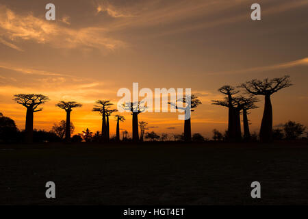 Fony baobab (Adansonia rubrostipa) trees, backlit, sunset, Reniala Reserve, Madagascar Stock Photo