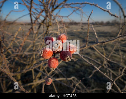 Rose hips covered with frost in a bush in winter. Stock Photo