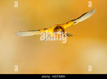 Domestic canary (Serinus canaria forma domestica) in flight, Germany Stock Photo