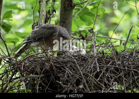Sparrowhawk ( Accipiter nisus ), caring female, feeding its offspring with small pieces of prey, young chicks begging for food. Stock Photo