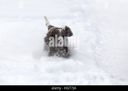 Purebred happy english cocker spaniel dog playing and running in the freshly fallen dusty and fluffy snow Stock Photo