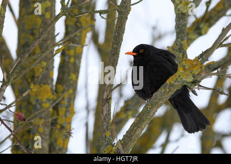 male of Common blackbird (Turdus merula) on in winter on rosehip tree Stock Photo
