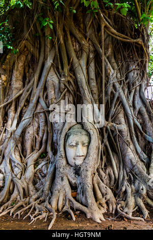 Buddha's head trapped in the roots of a tree in Ayutthaya Stock Photo