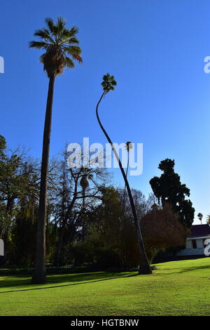 Palm trees at Los Angeles County Arboretum and Botanic Garden, near Queen Anne's Cottage Stock Photo
