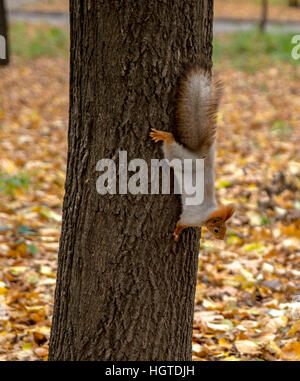 squirrel is going down from the tree Stock Photo