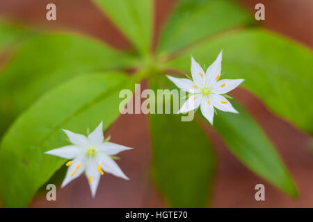 Blooming starflower, Trientalis borealis, in a Durham, New Hampshire forest. Stock Photo