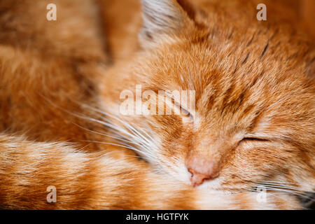 Close Up Of Peaceful Red Cat Curled Up Sleeping Home In His Bed. Stock Photo