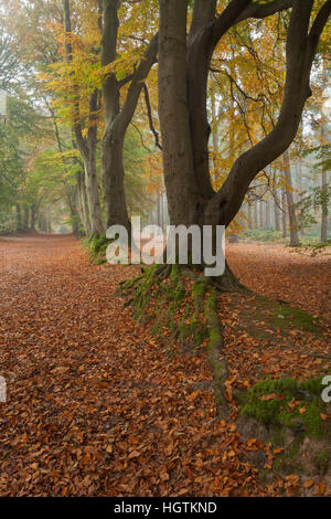 Ancient beech avenue within Harlestone Firs on the edge of Northampton on a misty November morning, Northamptonshire, England Stock Photo