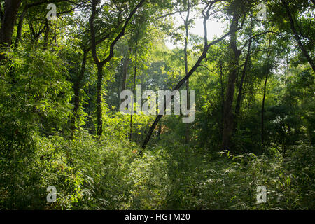 the forest and plants in the Phu Phra Bat National Park near the city of Udon Thani in the Isan in Northeast Thailand. Stock Photo