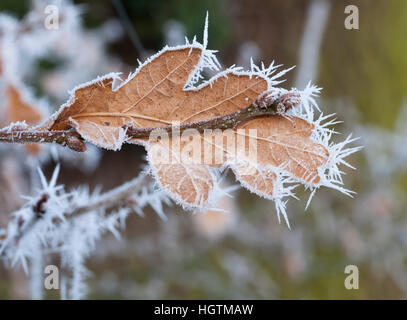 Single oak leaf and twig with new leaf buds formed coated in delicate ice crystal spikes following a hoarfrost, England, UK Stock Photo