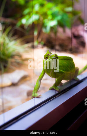 Chameleon in glass terrarium Stock Photo