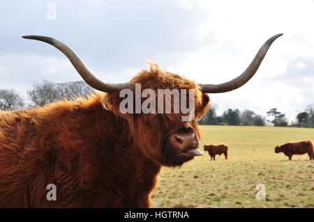 Highland cow sticking out his tongue Stock Photo