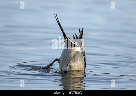 Male Northern Pintail (Anas acuta) upending, Gloucestershire, England Stock Photo