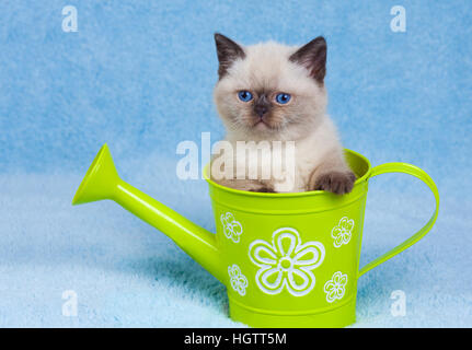 Cute Siamese kitten sitting in a toy watering can Stock Photo