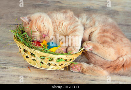 Cat sleeping near basket with colored eggs Stock Photo