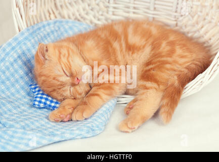 cute red kitten sleeps in a basket on small pillow Stock Photo