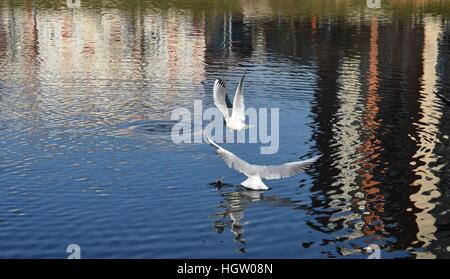 Two seagulls are flying above a river. Stock Photo