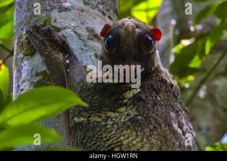 A Colugo Or Flying Lemur, Galeopterus Variegatus, On A Tree In Bako National Park Which Is Located In Sarawak, Borneo, Malaysia Stock Photo