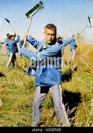 COOL HAND LUKE 1967 Warner Bros/Seven Arts film with Paul Newman as Luke Jackson Stock Photo