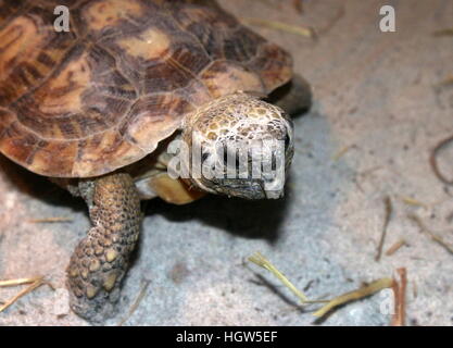 African Pancake tortoise (Malacochersus tornieri, Testudo tornieri), native to Kenya & Tanzania Stock Photo